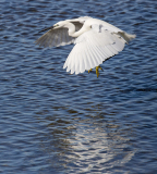 Little egret, Algarve, Portugal
