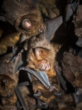 Bat colony, Krem Dam, Meghalaya