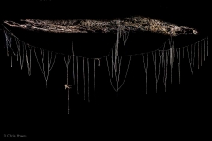Fungus gnat threads with larva and prey, Krem Sakwa, Meghalaya