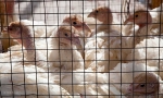 Caged poultry, Sineu, Mallorca