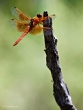 Dragonfly, New Mexico