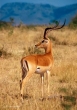 Male Impala, Kenya