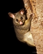Brush-tailed Possum, Blue Ridge Mountains, Australia