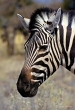 Grant's Zebra, Kruger, South Africa