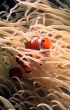 Common Clownfish in anemone